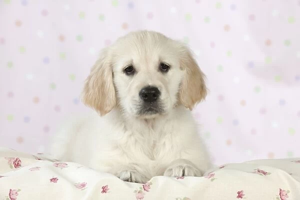 Dog - Golden Retriever - puppy sitting down on bed