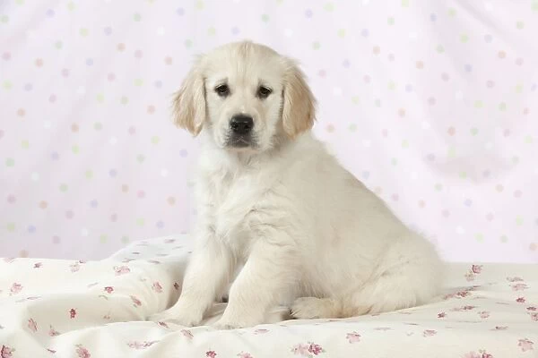 Dog - Golden Retriever - puppy sitting down on bed