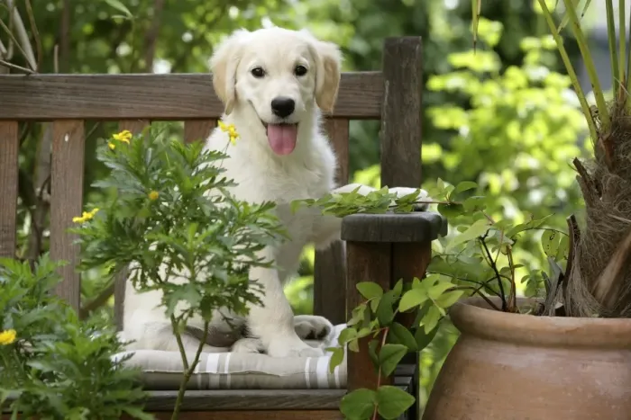 Framed Print : Dog - Golden Retriever puppy sitting on bench Framed Print : Dog - Golden Retriever puppy sitting on bench