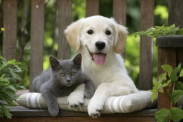 Dog - Golden Retriever puppy sitting on bench with grey kitten