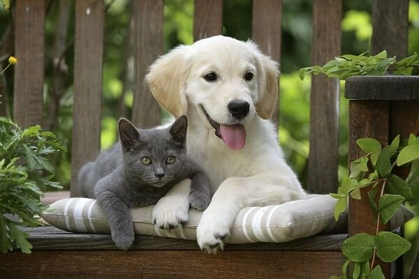 Dog - Golden Retriever puppy sitting on bench with grey kitten