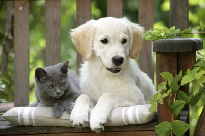 Framed Print : Dog - Golden Retriever puppy sitting on bench with grey kitten Framed Print : Dog - Golden Retriever puppy sitting on bench with grey kitten