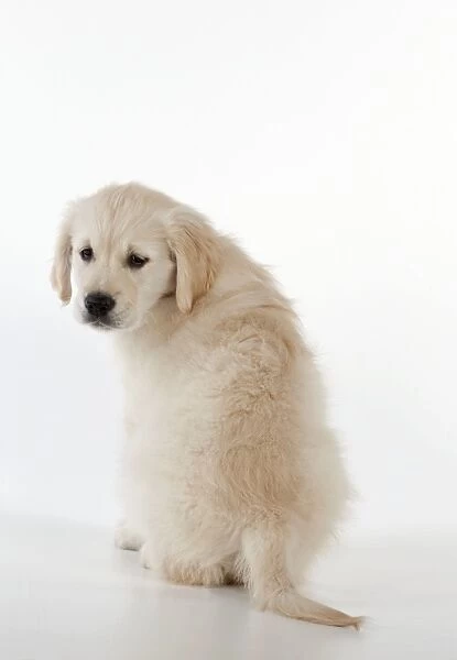 Dog - Golden Retriever - puppy sitting down - looking back