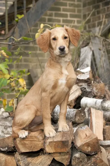 Framed Print : DOG - Golden retriever puppy sitting on a pile of logs (13 weeks) Framed Print : DOG - Golden retriever puppy sitting on a pile of logs (13 weeks)
