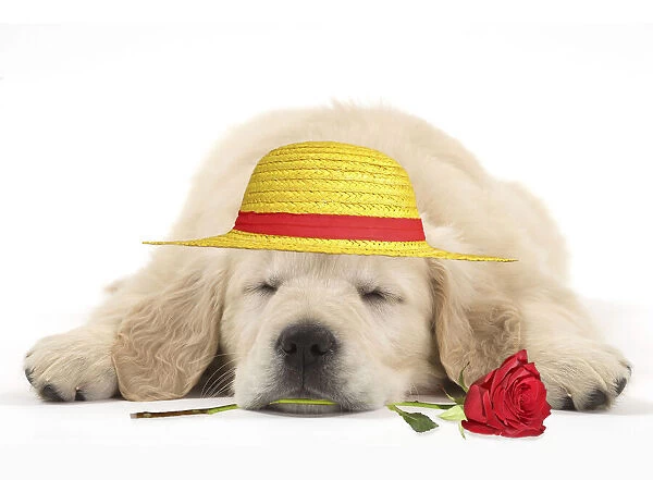 Dog - Golden Retriever puppy - sleeping with a red rose in its mouth and a yellow hat