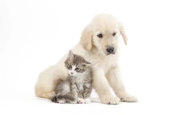 Framed Print : Dog - Golden retriever puppy in studio with kitten Framed Print : Dog - Golden retriever puppy in studio with kitten