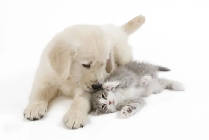 Framed Print : Dog - Golden retriever puppy in studio with kitten Framed Print : Dog - Golden retriever puppy in studio with kitten