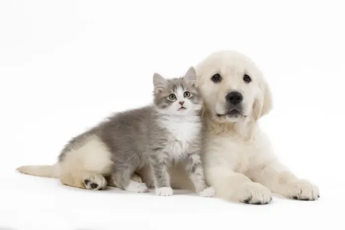 Framed Print : Dog - Golden retriever puppy in studio with kitten Framed Print : Dog - Golden retriever puppy in studio with kitten