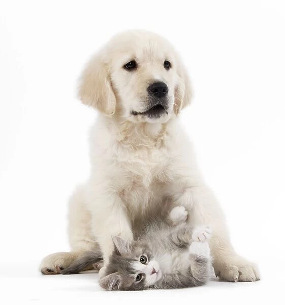Dog - Golden Retriever puppy in studio with kitten