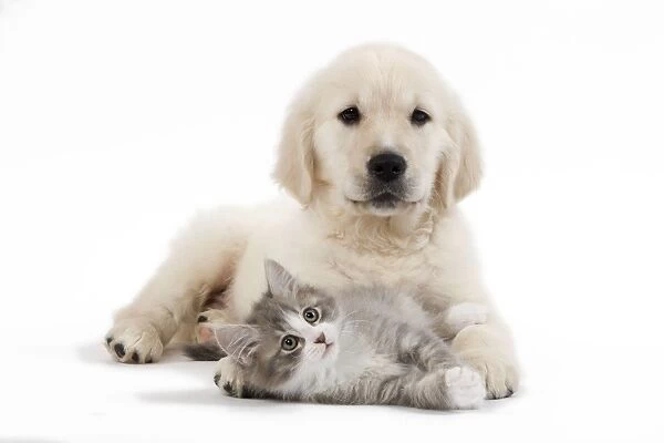 Dog - Golden Retriever puppy in studio with kitten