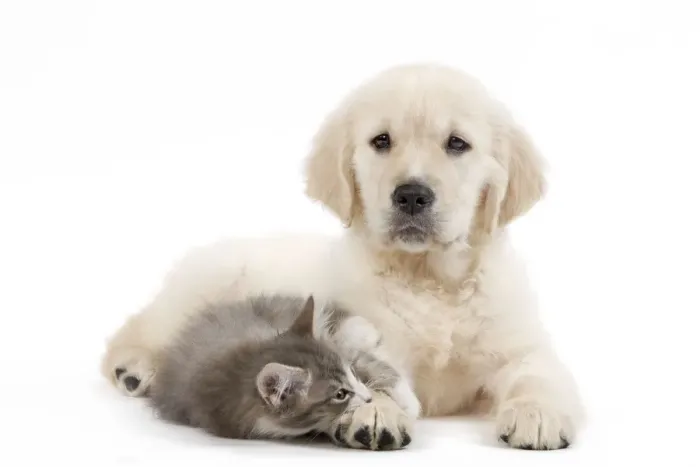 Framed Print : Dog - Golden Retriever puppy in studio with kitten Framed Print : Dog - Golden Retriever puppy in studio with kitten