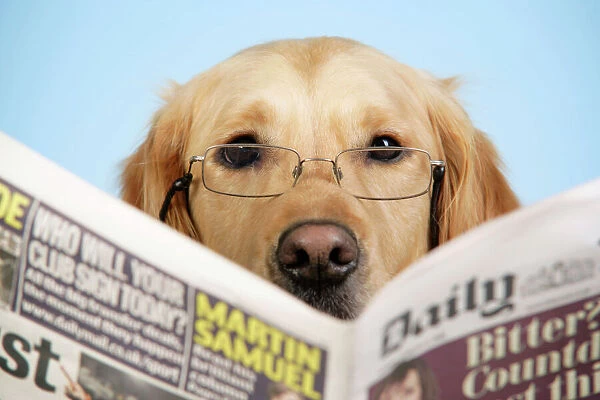 Dog. Golden Retriever reading newspaper wearing glasses