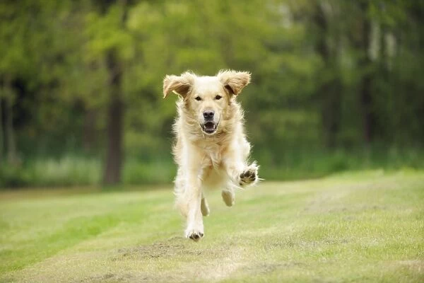 DOG. Golden retriever running