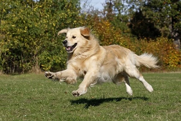 Dog - Golden Retriever running
