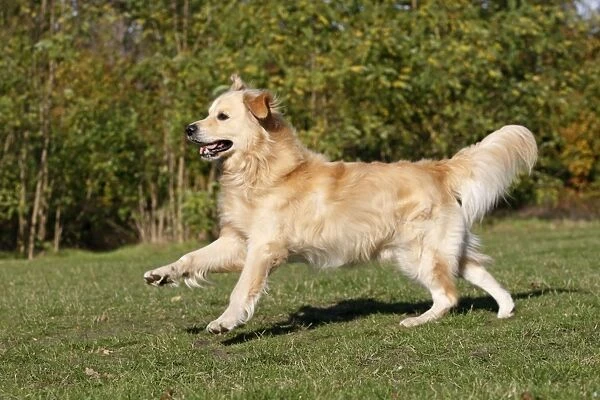 Dog - Golden Retriever running