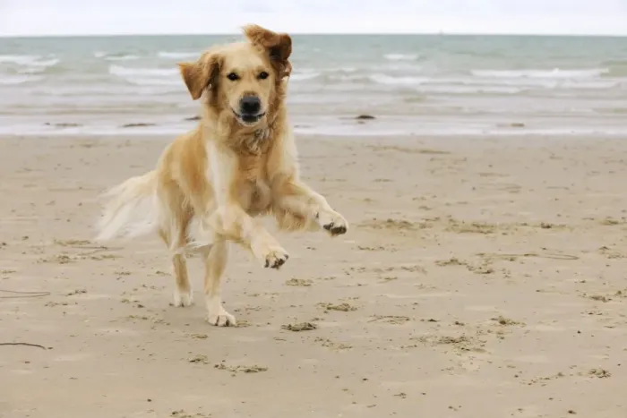 Framed Print : DOG. Golden retriever running along beach Framed Print : DOG. Golden retriever running along beach
