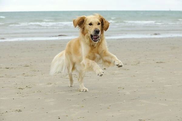 DOG. Golden retriever running along beach