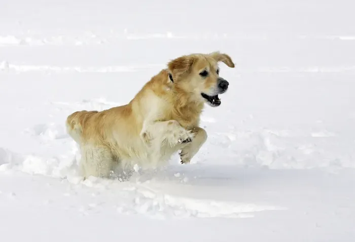Framed Print : Dog - Golden Retriever - running through deep snow Framed Print : Dog - Golden Retriever - running through deep snow