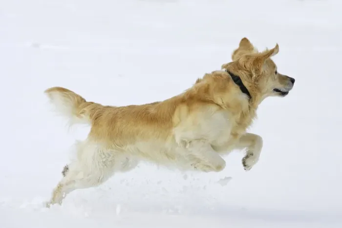 Framed Print : Dog - Golden Retriever - running through deep snow Framed Print : Dog - Golden Retriever - running through deep snow