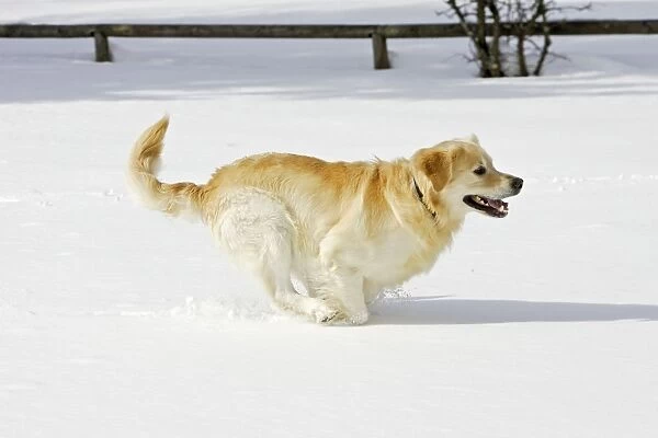 Dog Photo Golden Retriever Snow Running Wall Art Dog Print Animal Poster 