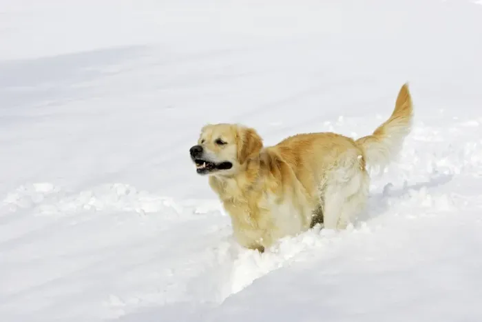 Framed Print : Dog - Golden Retriever - running through deep snow Framed Print : Dog - Golden Retriever - running through deep snow