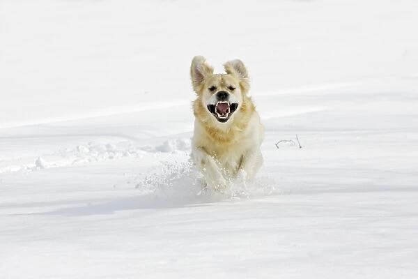 Dog - Golden Retriever - running through deep snow towards camera