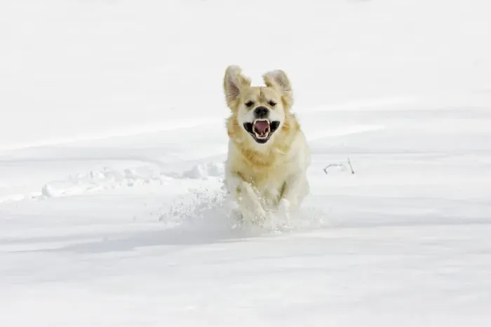 Framed Print : Dog - Golden Retriever - running through deep snow towards camera Framed Print : Dog - Golden Retriever - running through deep snow towards camera