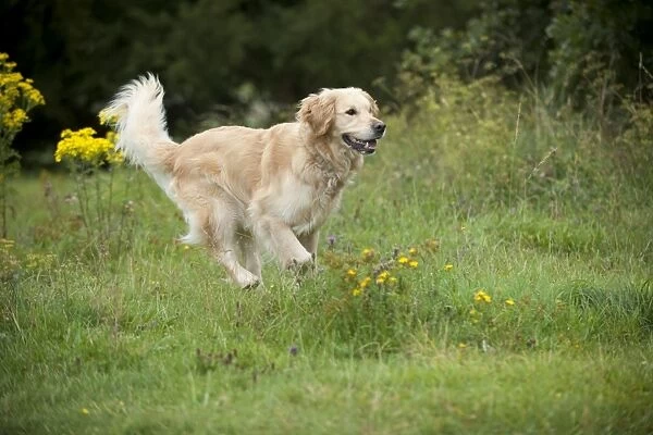 DOG - Golden retriever running through field