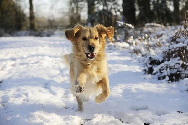 DOG. Golden retriever running through the snow