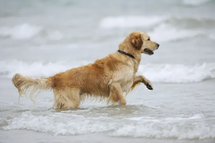 Framed Print : DOG. Golden retriever running in surf Framed Print : DOG. Golden retriever running in surf