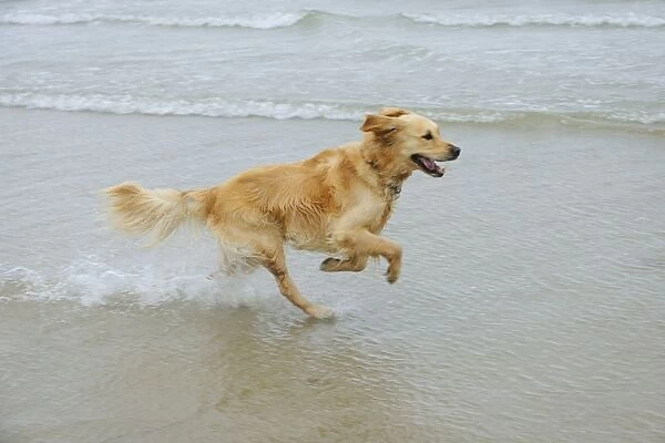 DOG. Golden retriever running in surf