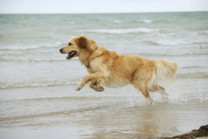 Framed Print : DOG. Golden retriever running in surf Framed Print : DOG. Golden retriever running in surf