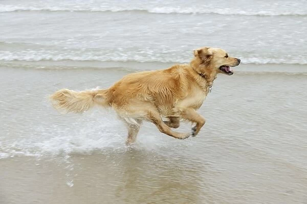 DOG. Golden retriever running in surf