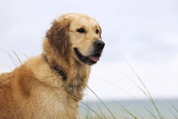DOG. Golden retriever on sand dune