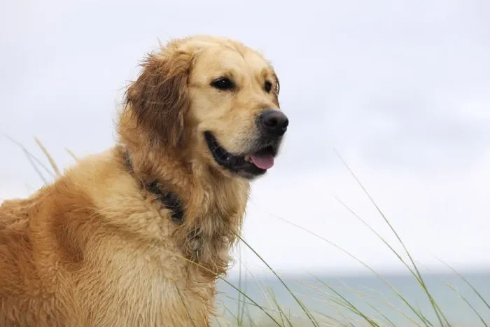 Framed Print : DOG. Golden retriever on sand dune Framed Print : DOG. Golden retriever on sand dune