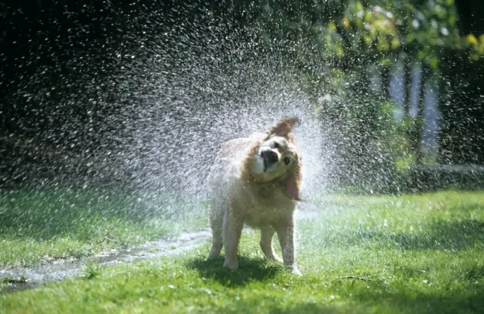Framed Print : Dog - Golden Retriever shaking water off Framed Print : Dog - Golden Retriever shaking water off
