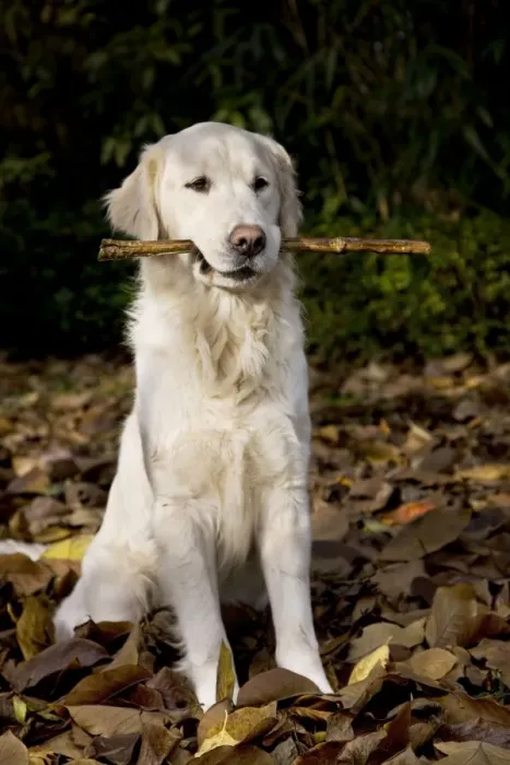 Framed Print : Dog - Golden Retriever sitting down in autumn leaves with stick in mouth Framed Print : Dog - Golden Retriever sitting down in autumn leaves with stick in mouth