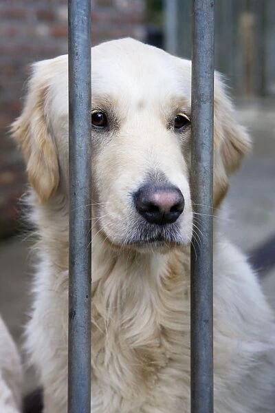Dog - Golden Retriever sitting down behind bars