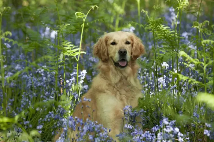 Framed Print : DOG - Golden retriever sitting in bluebells Framed Print : DOG - Golden retriever sitting in bluebells