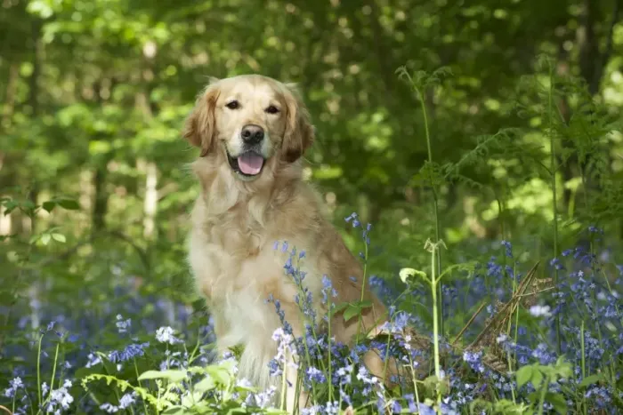 Framed Print : DOG - Golden retriever sitting in bluebells Framed Print : DOG - Golden retriever sitting in bluebells