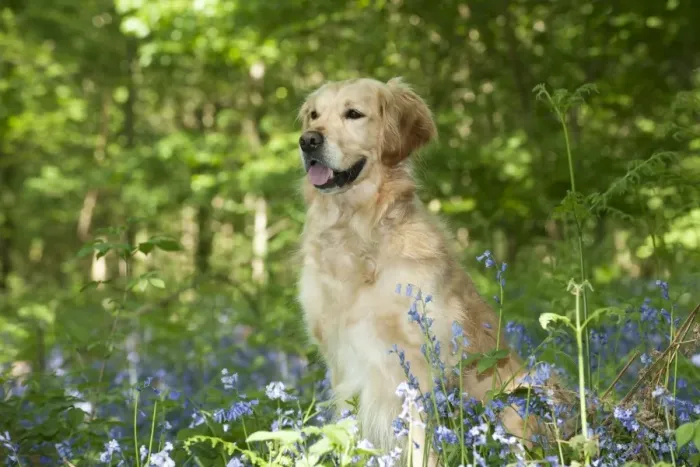 Framed Print : DOG - Golden retriever sitting in bluebells Framed Print : DOG - Golden retriever sitting in bluebells