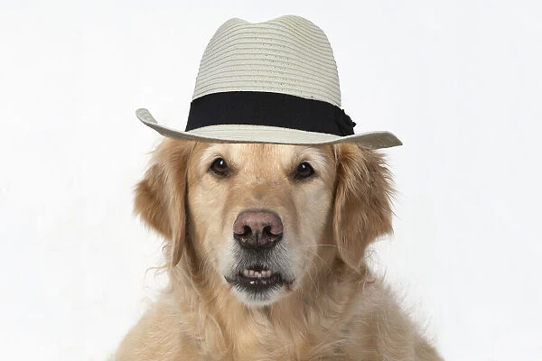 DOG. Golden Retriever, sitting head & shoulders, face, expression, wearing hat