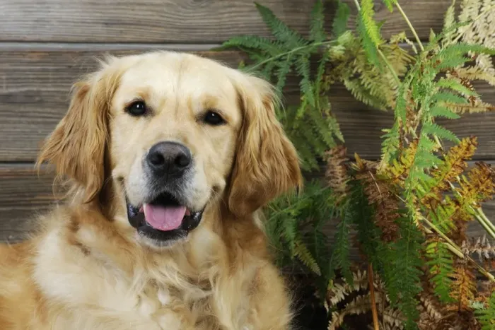 Framed Print : DOG. Golden retriever sitting in leaves Framed Print : DOG. Golden retriever sitting in leaves