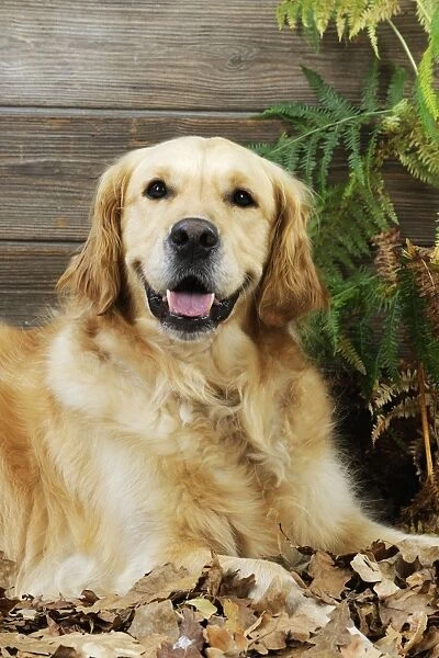 DOG. Golden retriever sitting in leaves