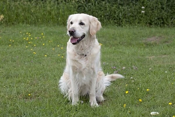 Dog - Golden Retriever - sitting with mouth open - Cheltenham - UK