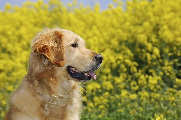 DOG. Golden retriever sitting in front of oil seed rape (head shot)