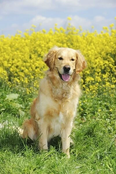 DOG. Golden retriever sitting in front of oil seed rape