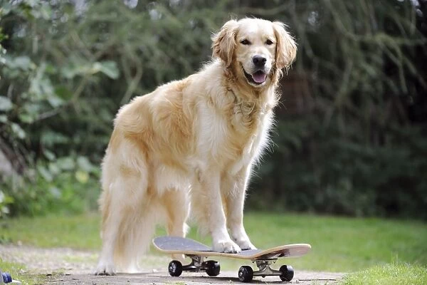 DOG. Golden retriever on skateboard