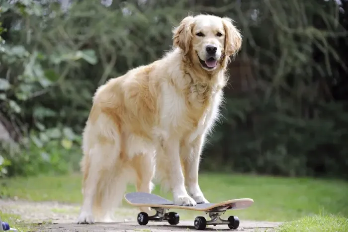 Framed Print : DOG. Golden retriever on skateboard Framed Print : DOG. Golden retriever on skateboard