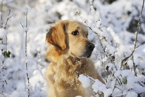 DOG. Golden retriever in the snow